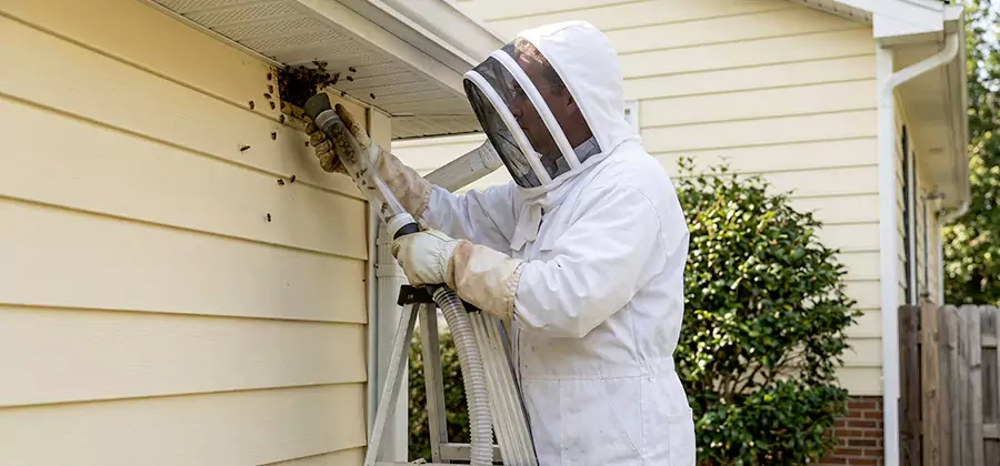 Wasp Nest in Wall Removal in Albany