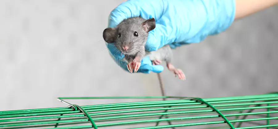 Humane Rat Trapping in Albany