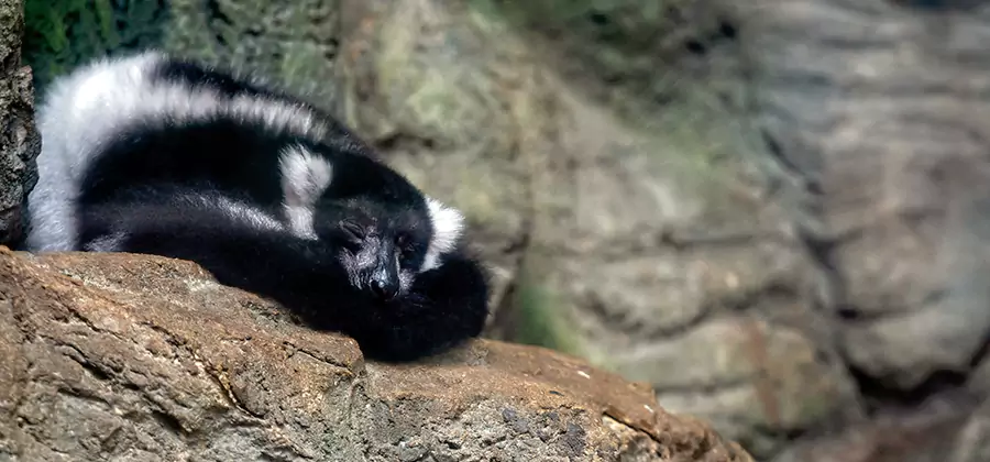 Humane Skunk Removal in Albany