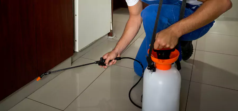 Indoor Mosquito Treatment in Albany