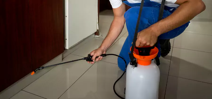 Indoor Insect Killer Solutions in Albany