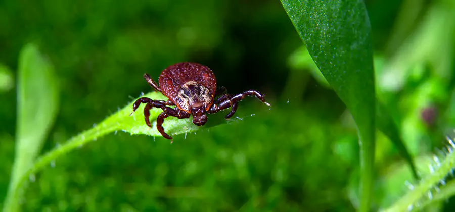 Tick Prevention for Yard in Albany