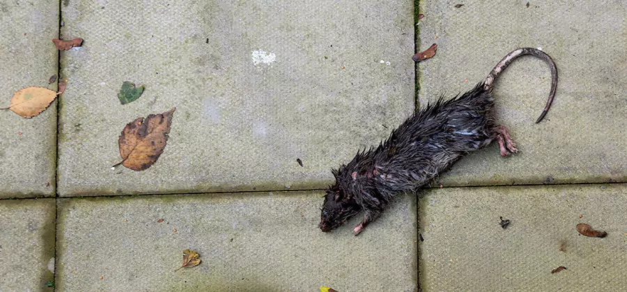 Mice in the Attic Removal in Albany
