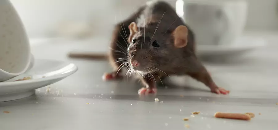 Rodent Feces Removal in Albany