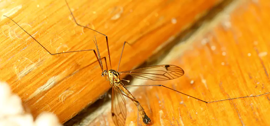 Exterior Mosquito Control in Albany