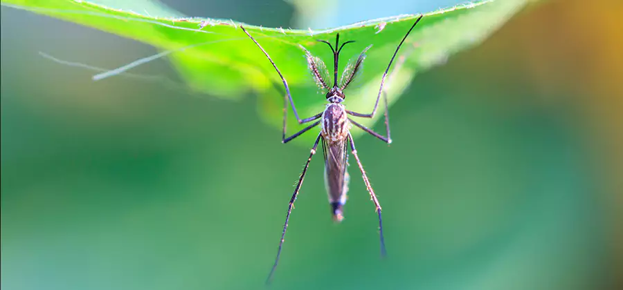 Pest and Mosquito Control for Yard and Patio in Albany