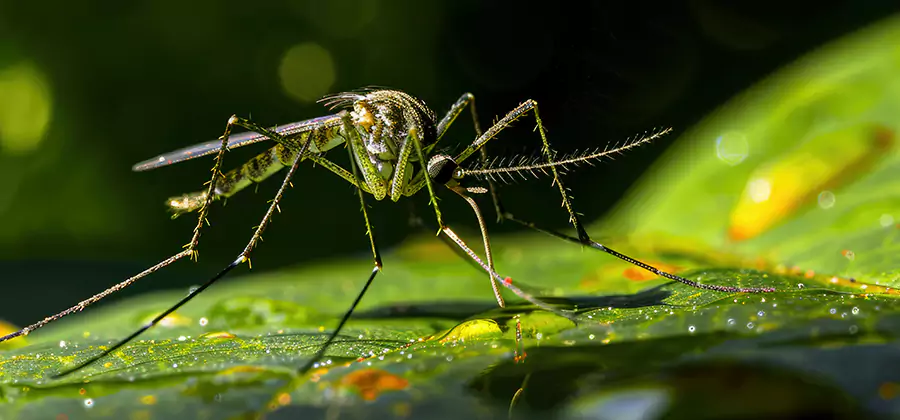 Tick and Mosquito Spray in Albany