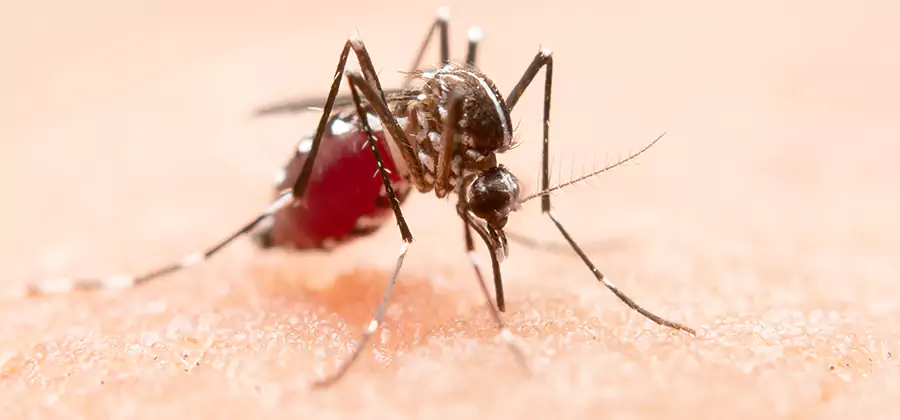 Pond Mosquito Control and Water Treatment in Albany