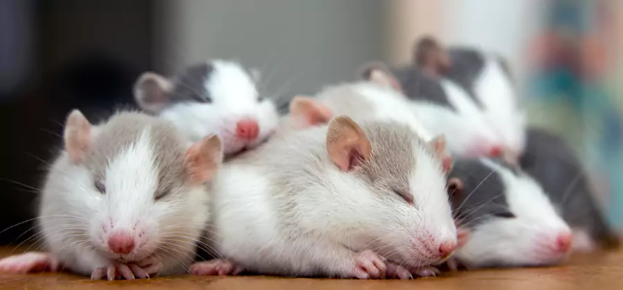 Albany Pet Safe Mice Control