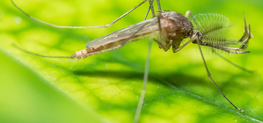 Herbal Mosquito Repellent Treatment in Albany