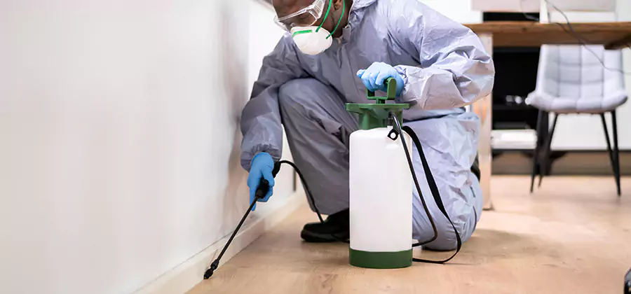 No Tent Termite Extermination With Electric Tool in Albany
