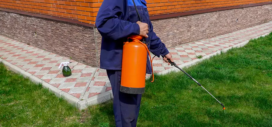 Non Toxic Termite Treatment in Albany