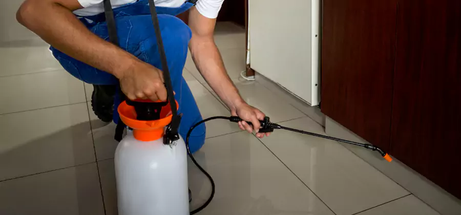 One Time Termite Control in Albany