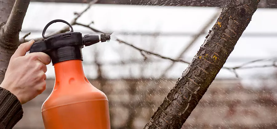 Orange Oil Structural Cavity Treatment in Albany