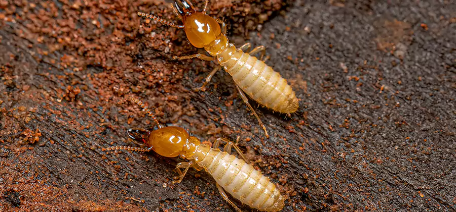 Natural Ant Hill Killer Treatment in Albany