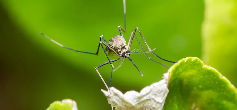 Natural Outdoor Mosquito Repellent in Albany