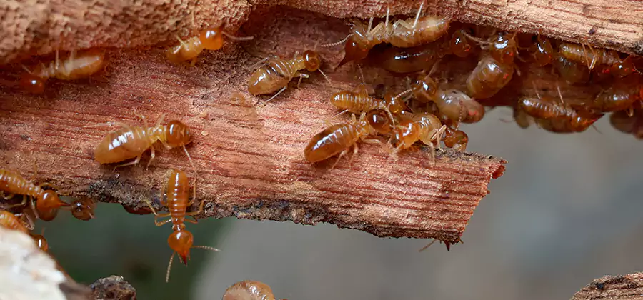 Termite Pest Management in Albany