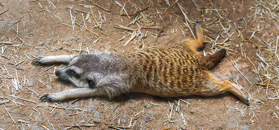 Dead Raccoon Removal in Albany