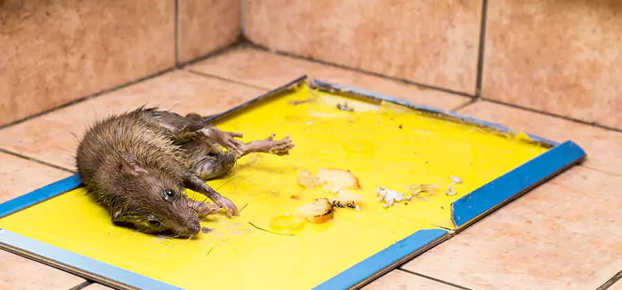 Rat Trapping Service In Albany