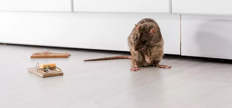 Rat Baiting Removal Service in Albany
