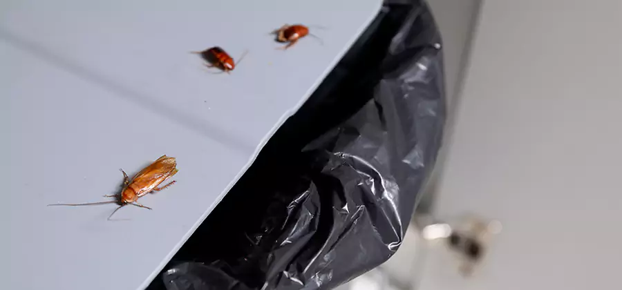German Roach Pest Control in Albany