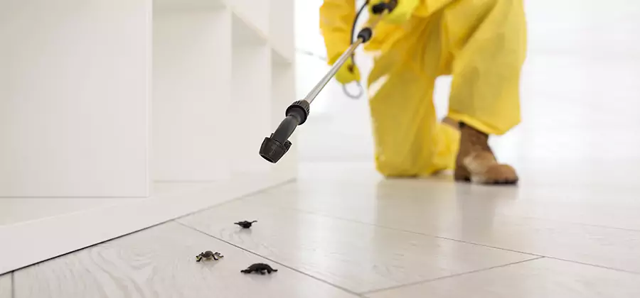 Roach and Bed Bug Exterminator in Albany