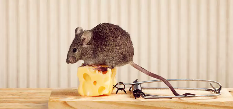 Commercial Rodent Exclusion Services in Albany