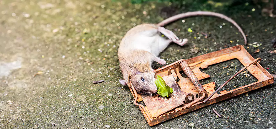 Rat Trapping in Albany