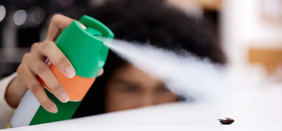 Child Safe Bed Bug Treatment in Albany