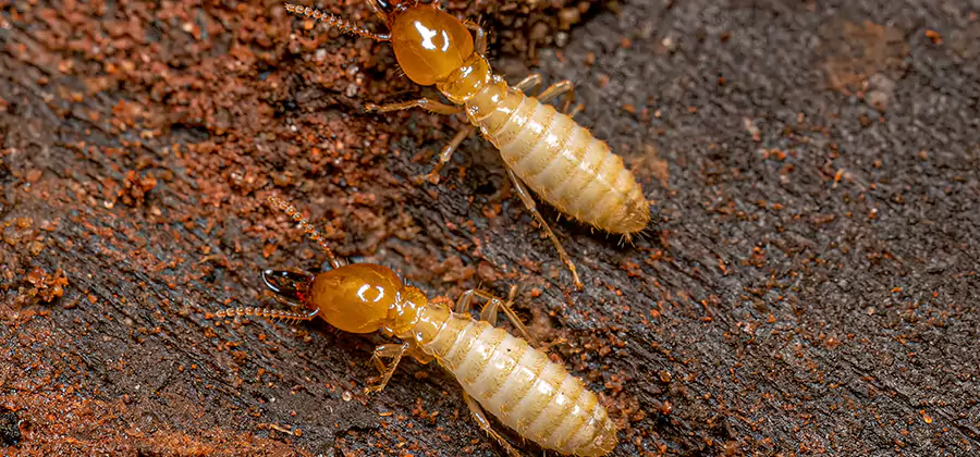 Sentricon Residential Termite Control in Albany