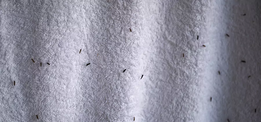 Small Black Ants in Bathroom Treatment in Albany