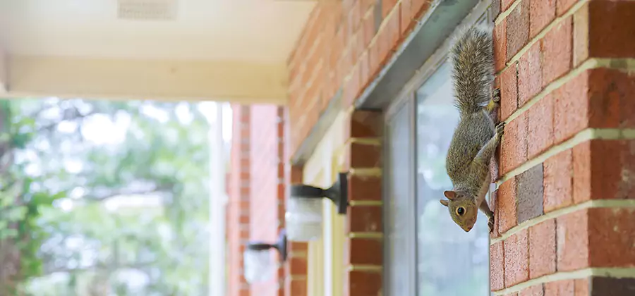 Squirrel Inside Walls Removal in Albany