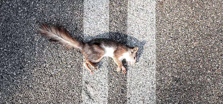 Dead Squirrel Removal in Albany