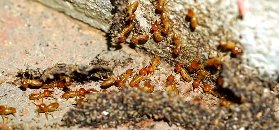 Wood Treatment and Localized Termite Solutions in Albany