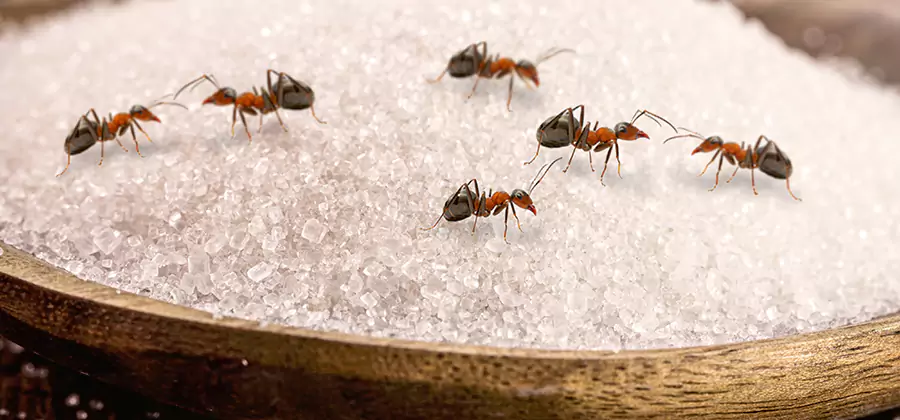 Indoor Sugar Ant Treatment in Albany