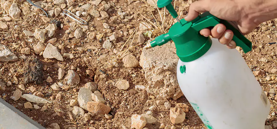 Heat Treatment Termite Cost in Albany