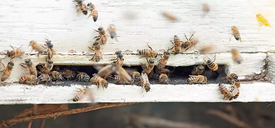 Residential Termite Fumigation in Albany