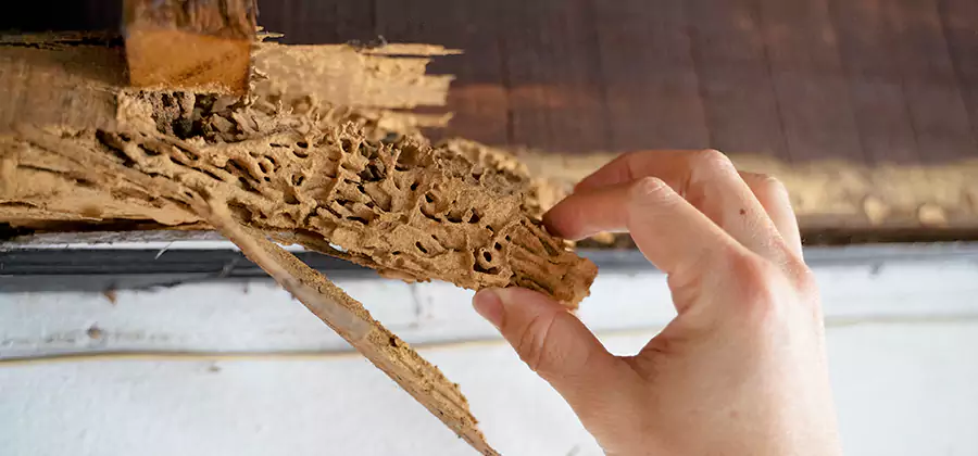 Pre-Purchase Termite Inspection in Albany