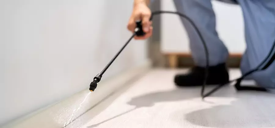 Direct Termite Injection Treatment in Albany