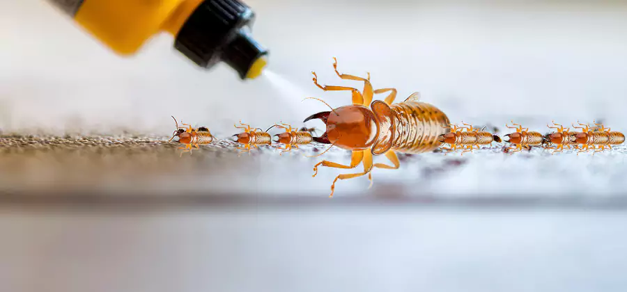 Foundation Termite Spraying Control in Albany