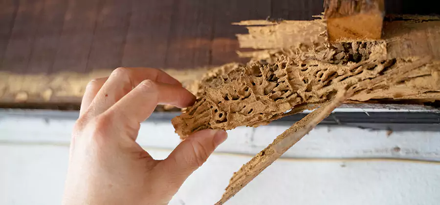 Pre-Construction Termite Treatment in Albany