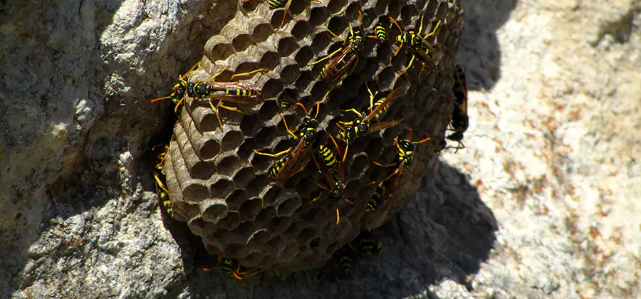 Wasp Nest in Tree Removal Albany