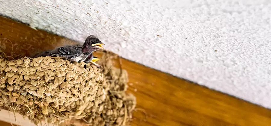 Bird Removal From House in Albany