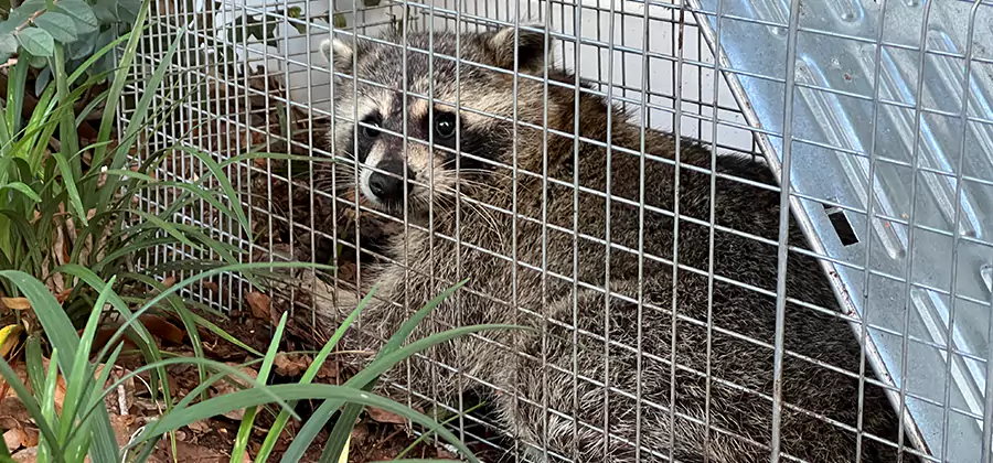 Wildlife Relocation Services in Albany