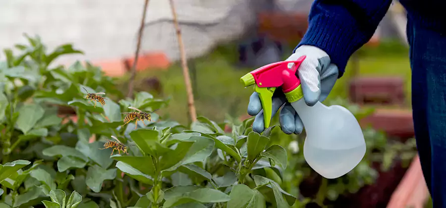 Yellow Jacket Pest Removal for Commercial Properties in Albany