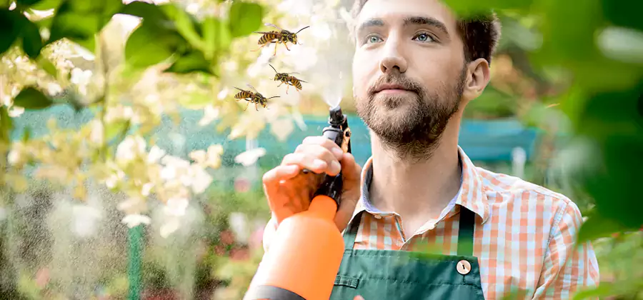 Yellow Jacket Wasp Removal in Albany