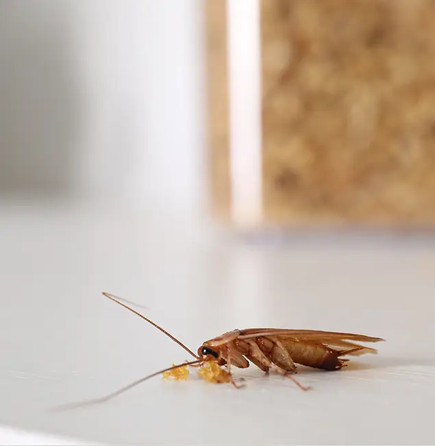 Why Fair Pest Control Albany Stands Out in Albany, OR?
