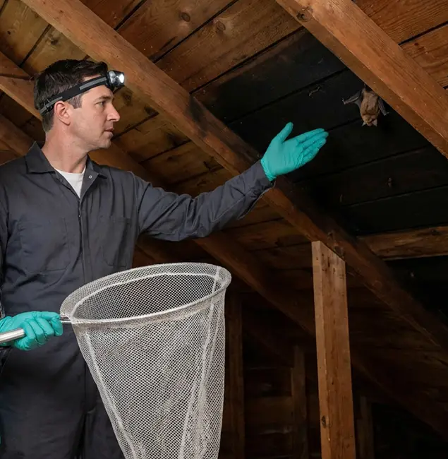 Why Fair Pest Control Albany Is the Right Choice in Albany, OR?