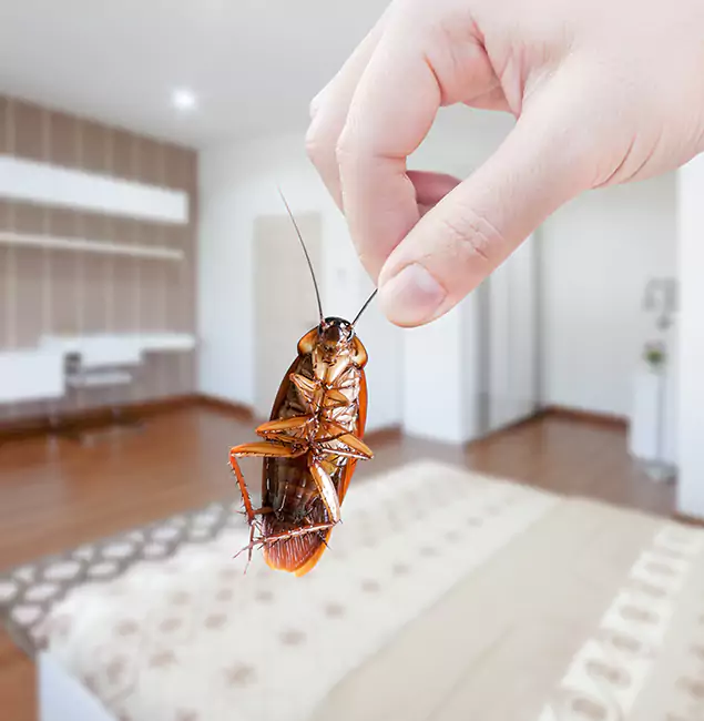 Why Fair Pest Control Albany Stand Out for Bed Bug Fumigation in Albany, OR?