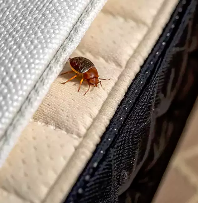 Why Choose Fair Pest Control Albany for Bed Bug Treatment at Home in Albany, OR?